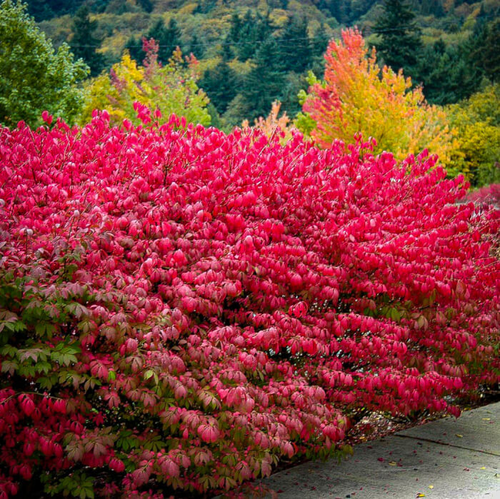 Burning Bush