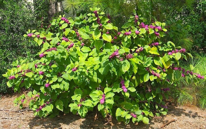 Beautyberry americana