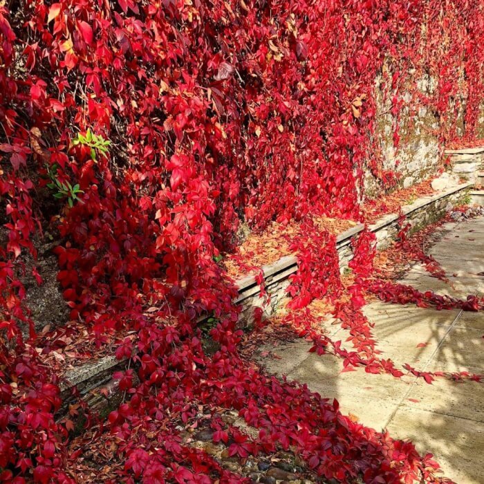 plantas Sarça Ardente