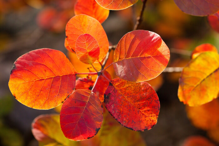 American Smoke Tree