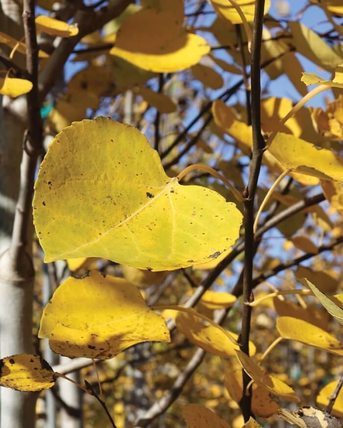  Quaking Aspen