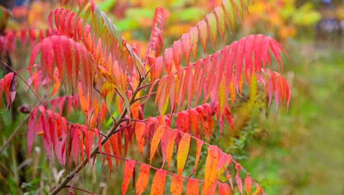 Staghorn Sumac