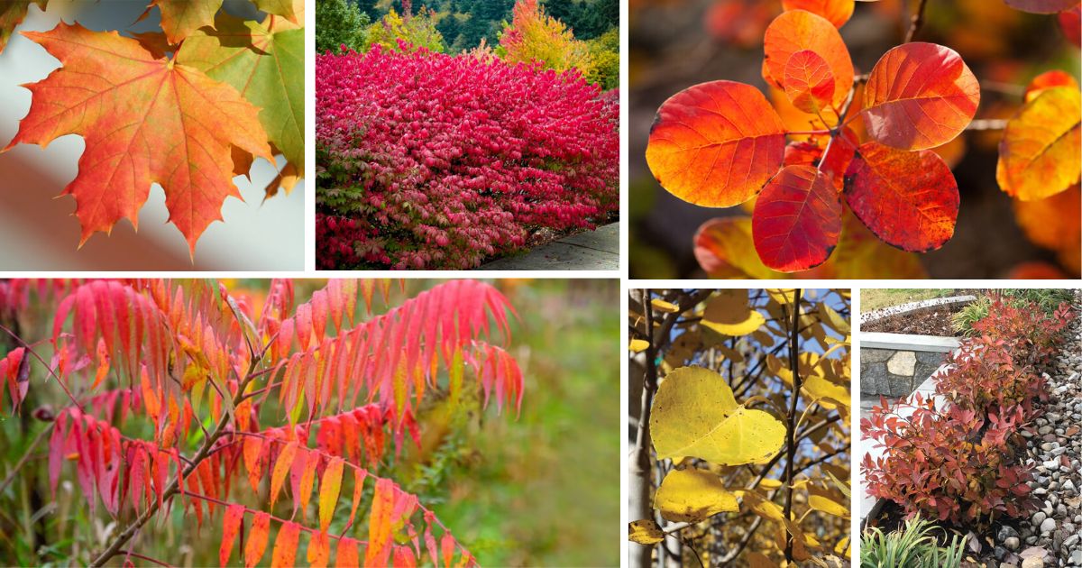 10 Best Stunning Plants for Fall Season