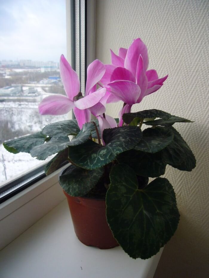 Cyclamen