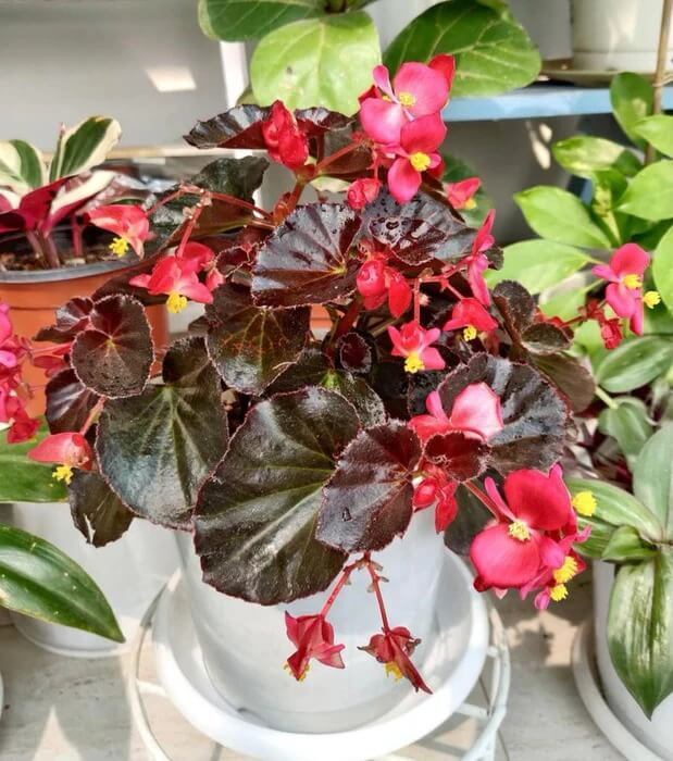  Begonia