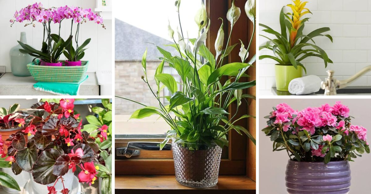 6 Beautiful Flowering Houseplants for Your Bathroom