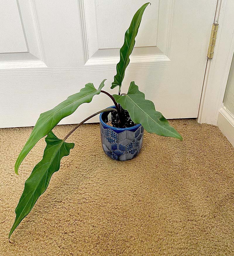 Alocasia Purple Sword 5