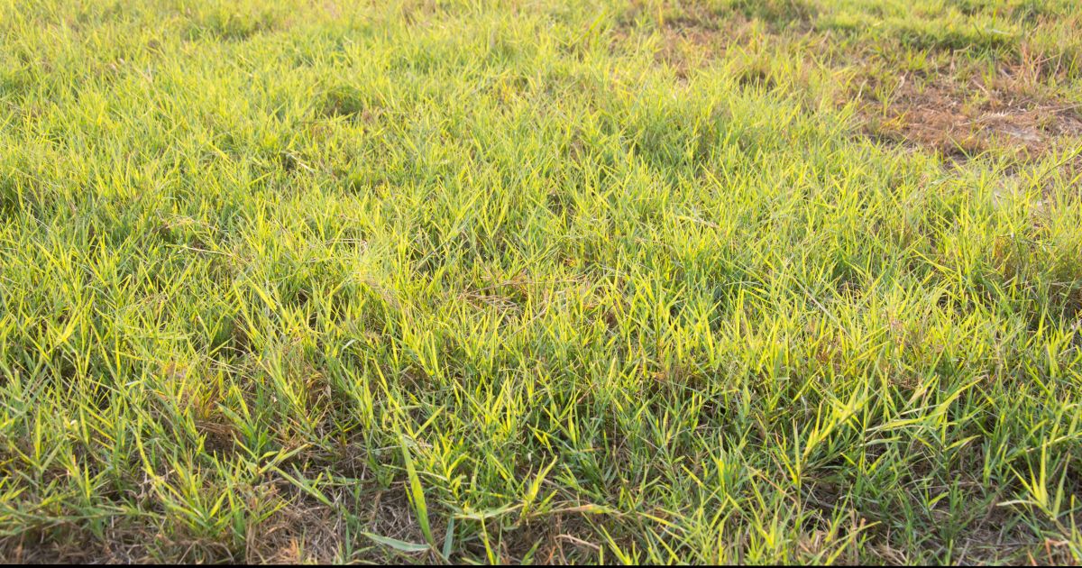 Bermuda Grass Weed Killers