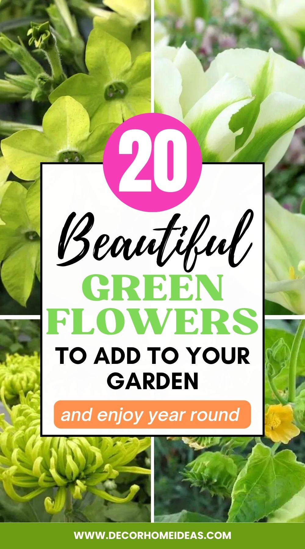 Confira nossa lista das 20 melhores e mais belas flores verdes de todo o mundo. Descubra quais você deve adicionar ao seu jardim!