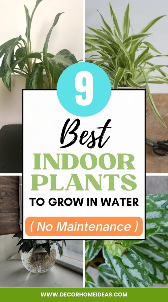 Discover 9 of the best indoor plants to grow in water. Learn which plants thrive in water and how to care for them for a beautiful home.
