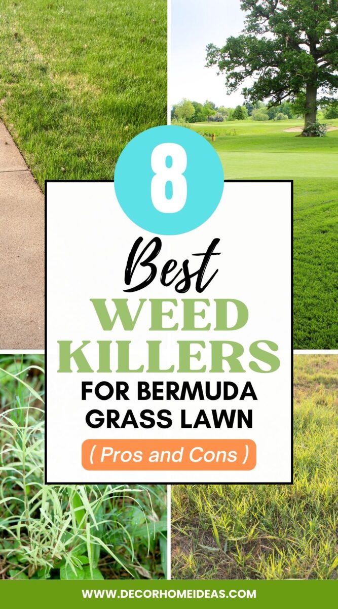 Best Weed Killers