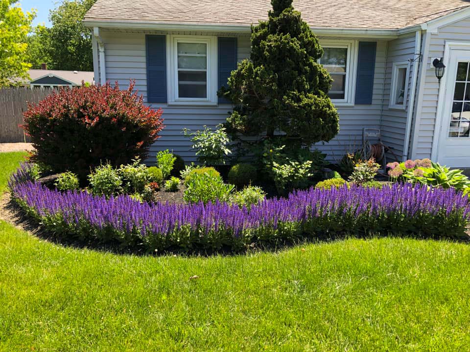 Blue Salvia Around House