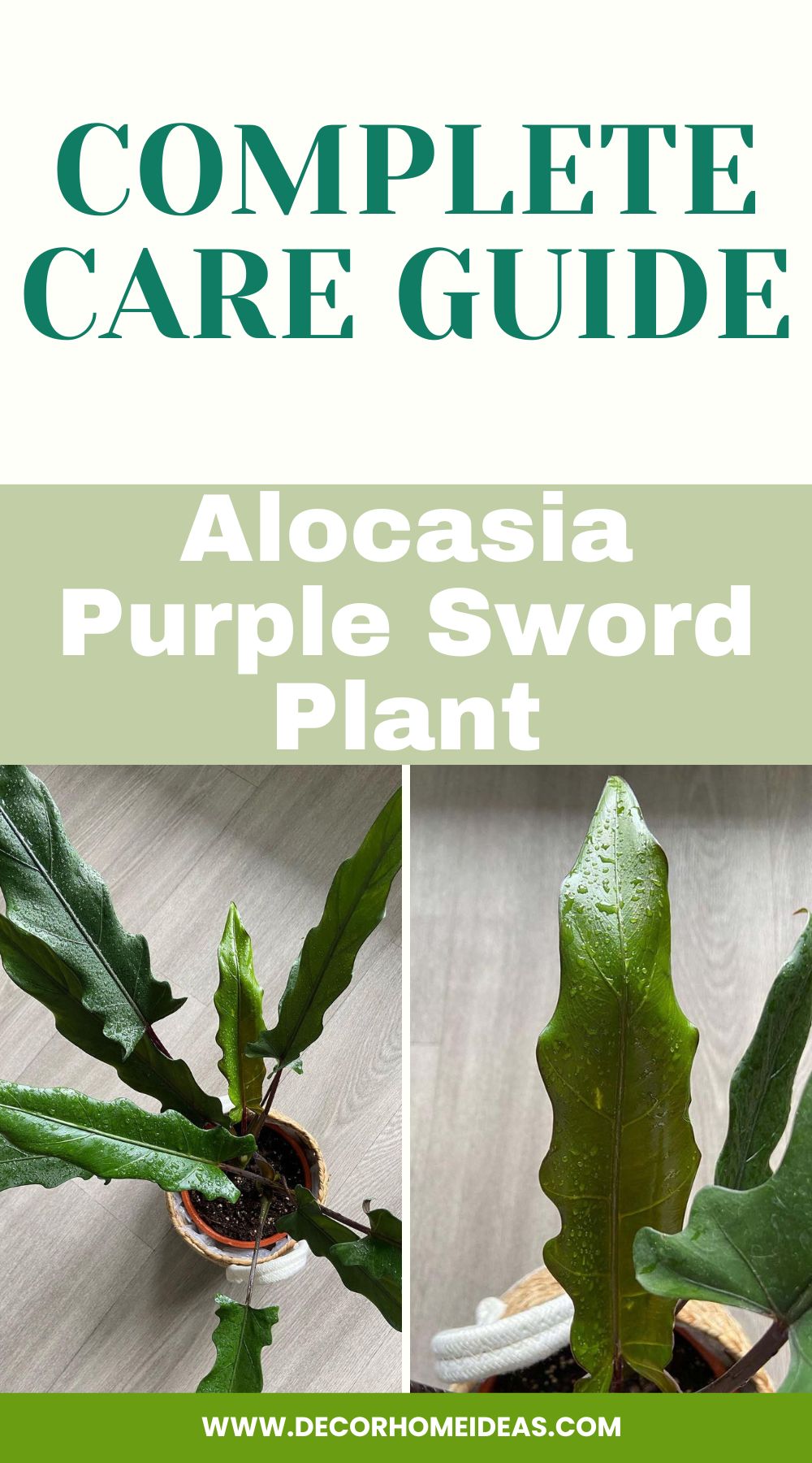 Discover the beauty and elegance of the Alocasia Purple Sword plant with this complete care guide. Explore its unique characteristics and learn essential tips to successfully nurture and maintain this stunning tropical plant in your home or garden.