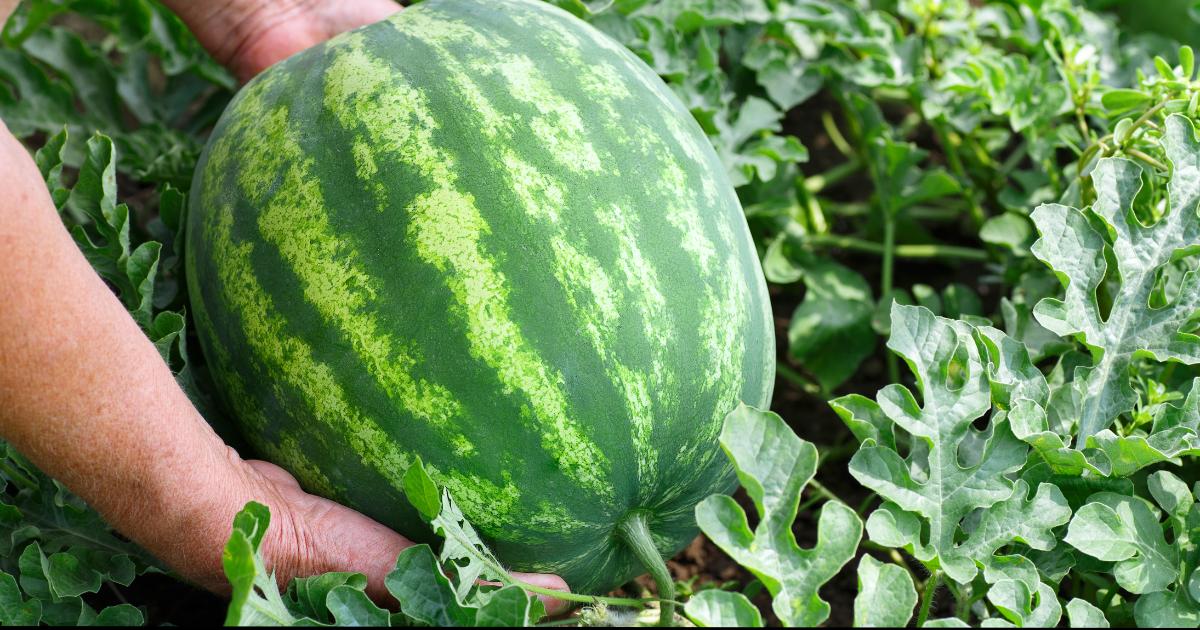 Care Guide For Growing Watermelons