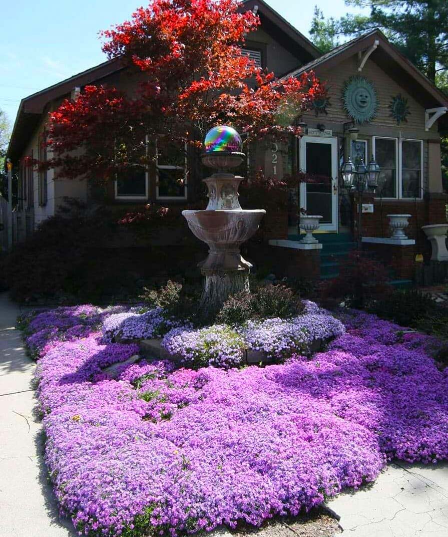 Creeping Phlox Front Yard