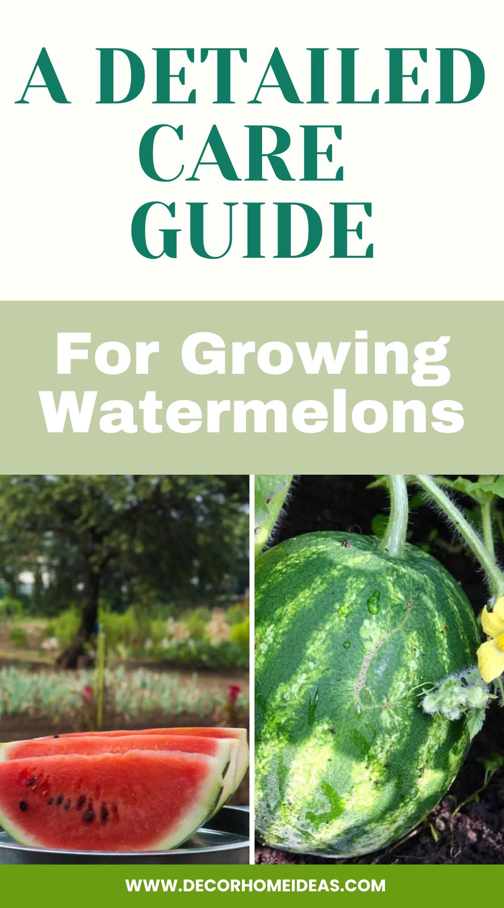 Master the art of growing watermelons with this detailed care guide. From choosing the right varieties to providing optimal growing conditions, this guide covers all the essential steps and tips to help you grow juicy and delicious watermelons in your own garden.