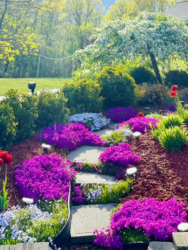 Garden Idea Creeping Phlox