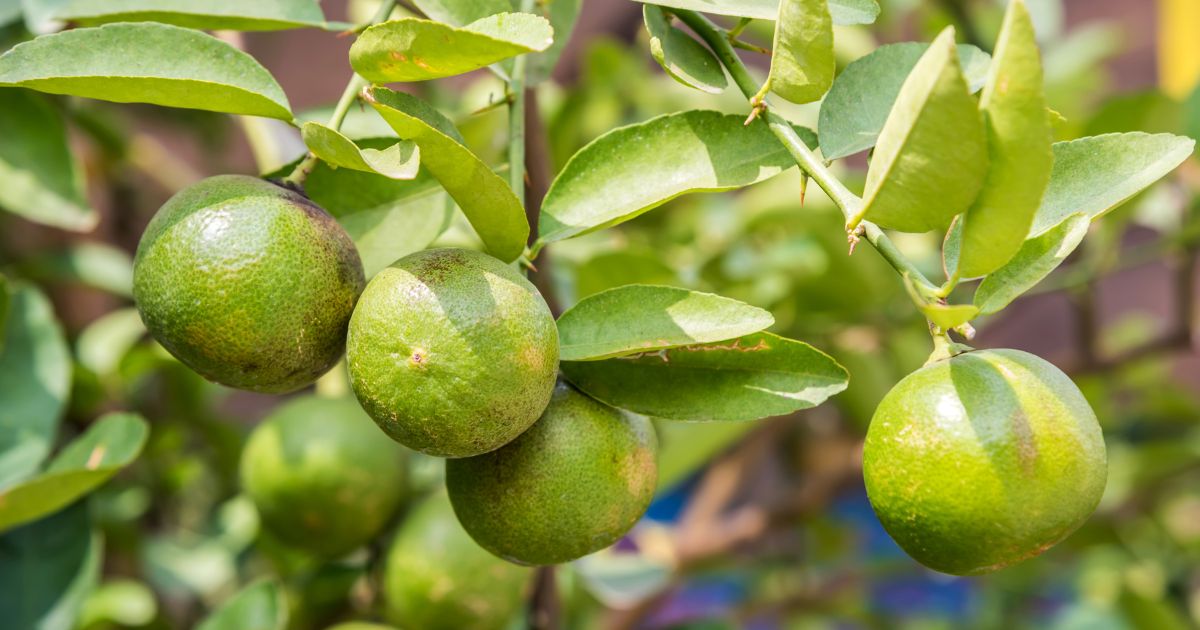 10 Reasons Why Your Garden Still Has Green Unripe Lemons  