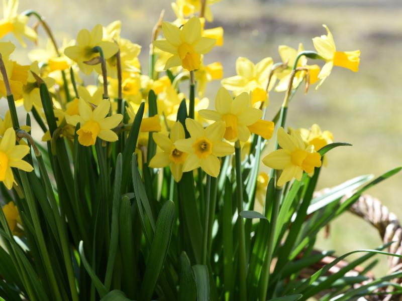 flores francesas - Narciso Francês