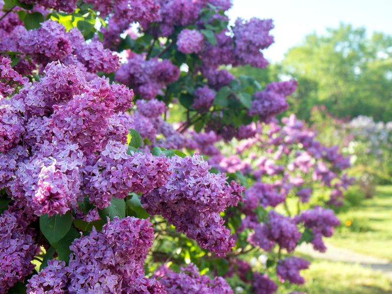 French Lilac