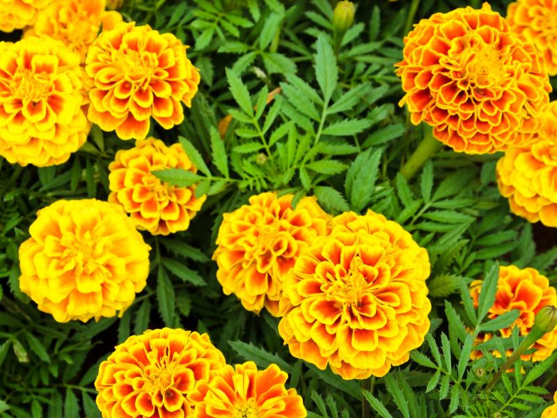 French Marigold