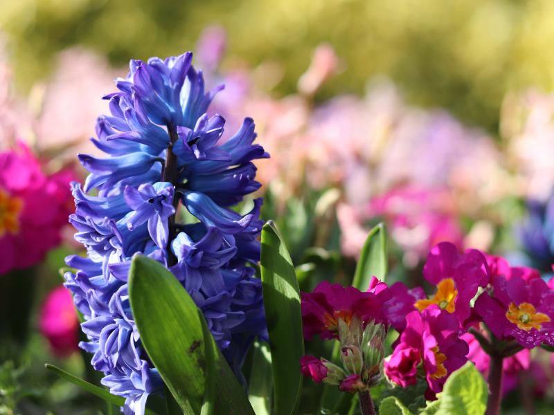 French Hyacinth