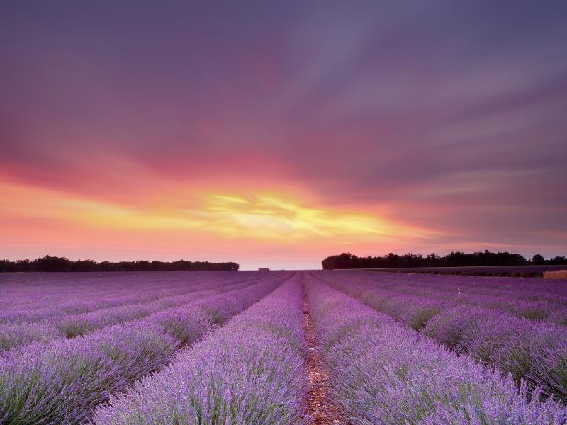 Lavanda Francesa