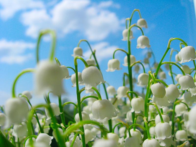 Lily Of The Valley