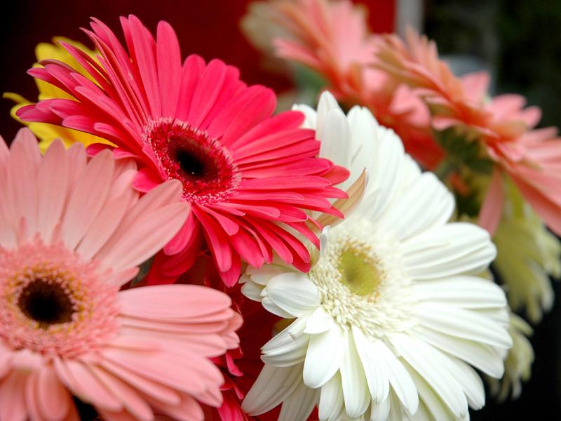 Gerbera Daisy