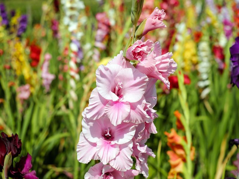 Gladiolus