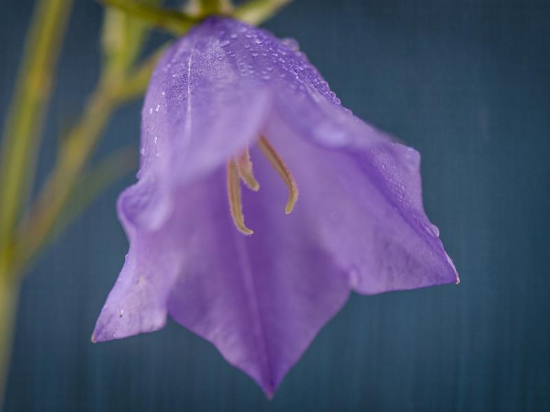 Gourdon Flowers