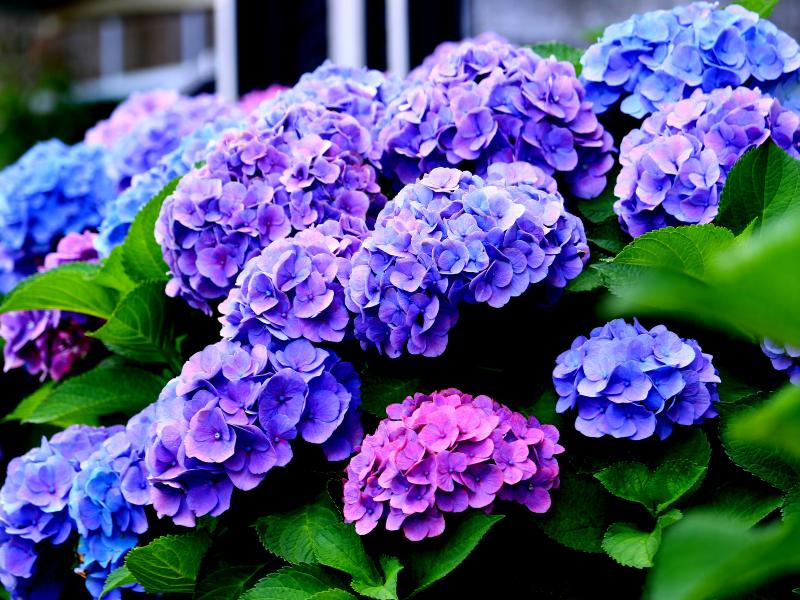 Hydrangea