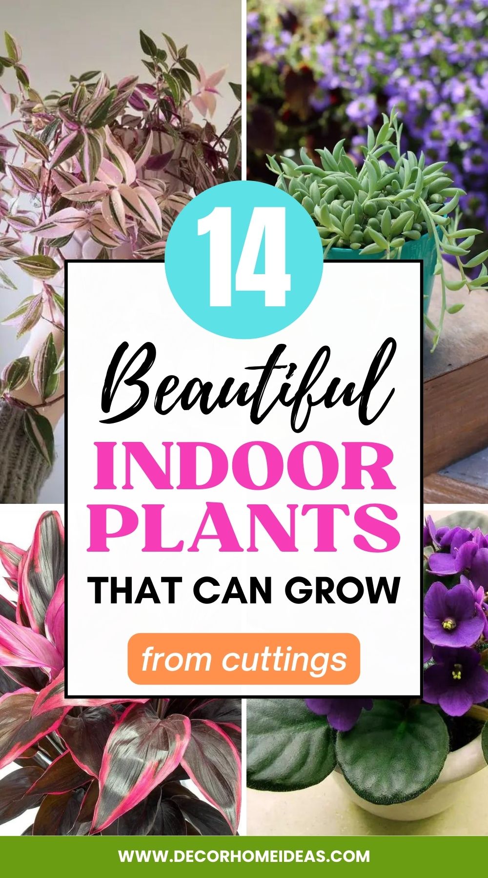 Grow your own indoor plants from cuttings! Learn about 30 different indoor plants that can be propagated from cuttings for a unique, easy-to-care-for home garden.