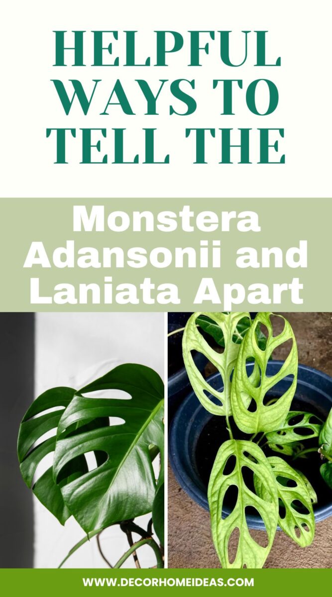 Distinguish between Monstera Adansonii and Laniata plants with these helpful tips. Learn the key characteristics and subtle differences to accurately identify and differentiate between these two popular varieties of Monstera plants.