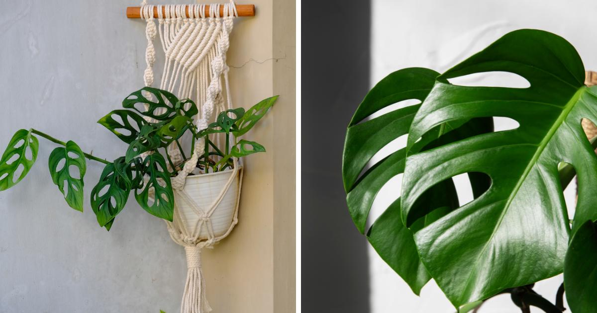 Monstera Adansonii vs Laniata