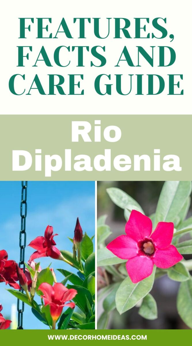 Learn all about the beautiful Rio Dipladenia plant with this comprehensive guide. Discover its stunning features, interesting facts, and essential care tips to ensure the successful cultivation and vibrant blooms of this tropical beauty in your garden or indoor space.