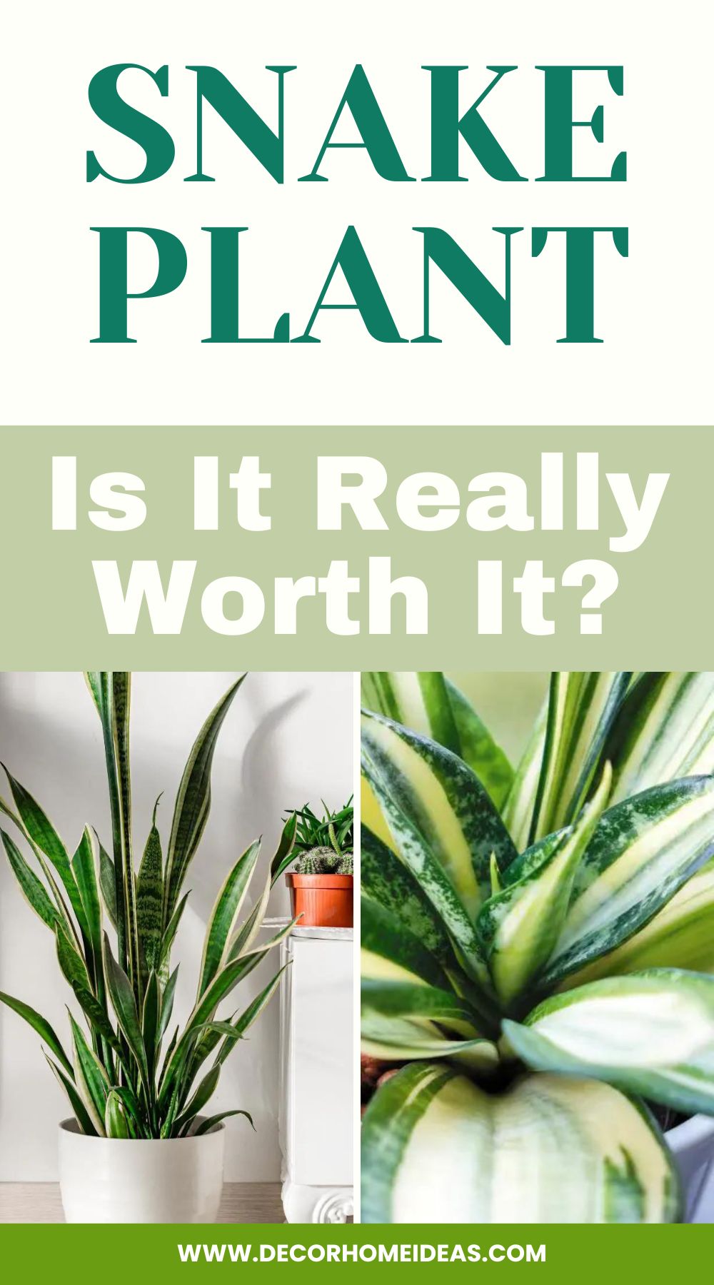 Uncover the potential downsides of snake plants and weigh their advantages against their disadvantages to determine if they are truly worth it for your indoor space. Explore common concerns such as overwatering, pet toxicity, and limited aesthetic variety, helping you make an informed decision about incorporating snake plants into your home decor.
