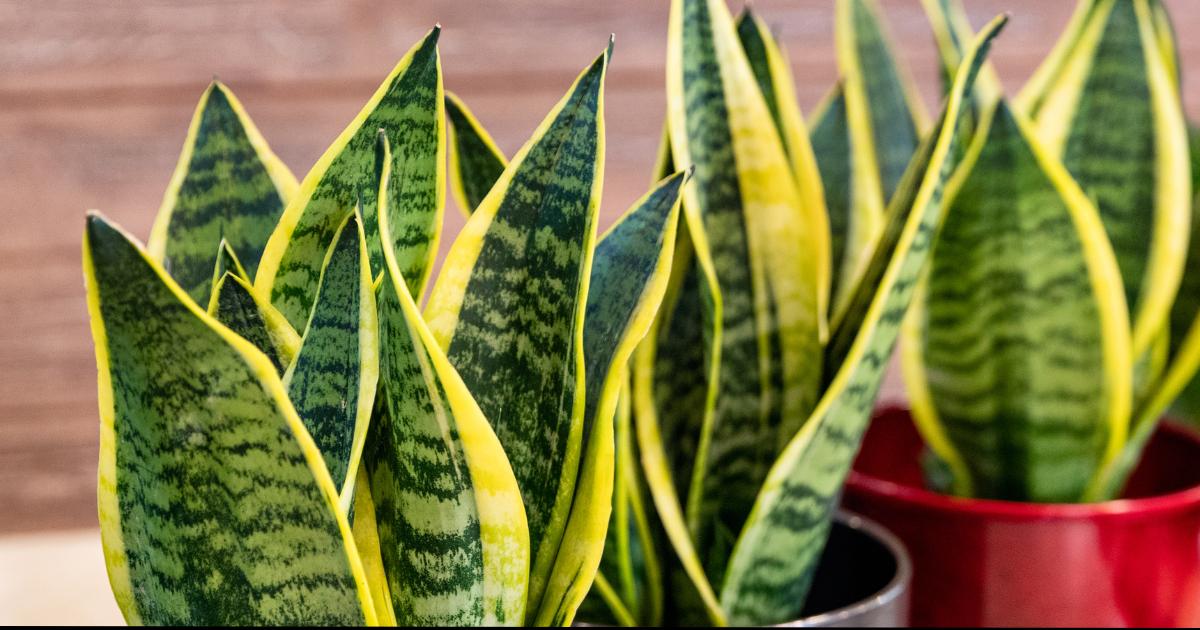 Snake Plant Disadvantages