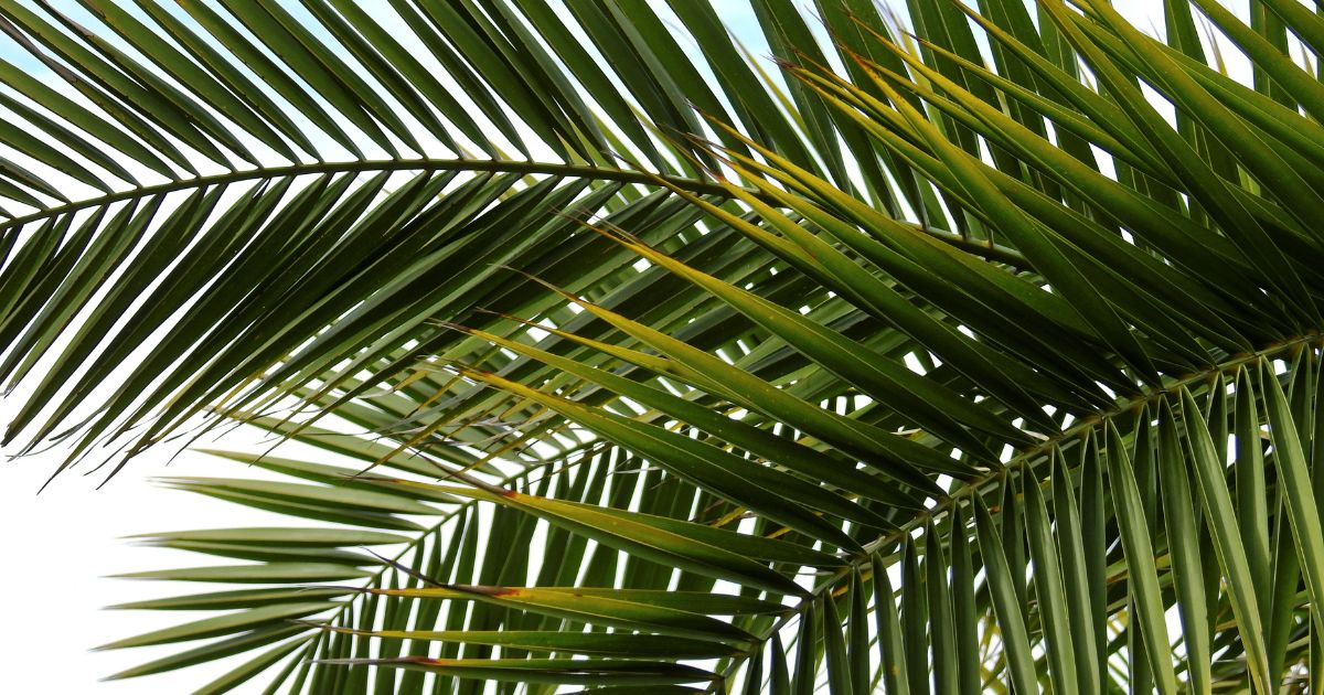 Yellow Palm Tree Houseplant