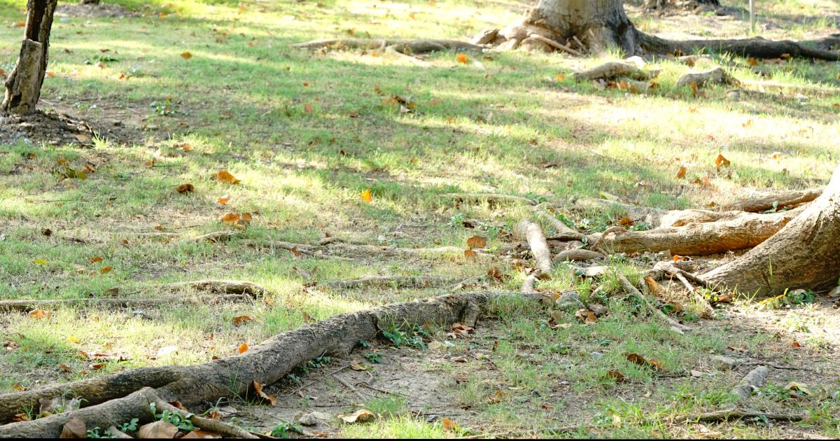 killing tree roots with bleach