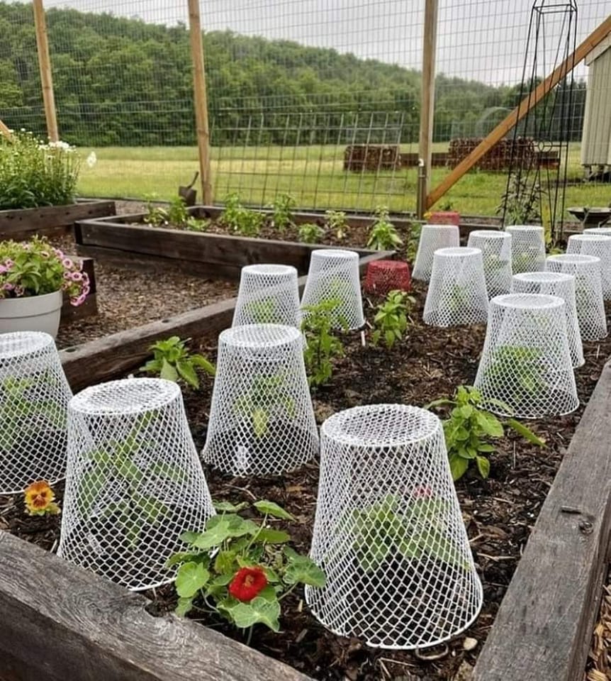 Dollar Tree Baskets To Keep Out Critters