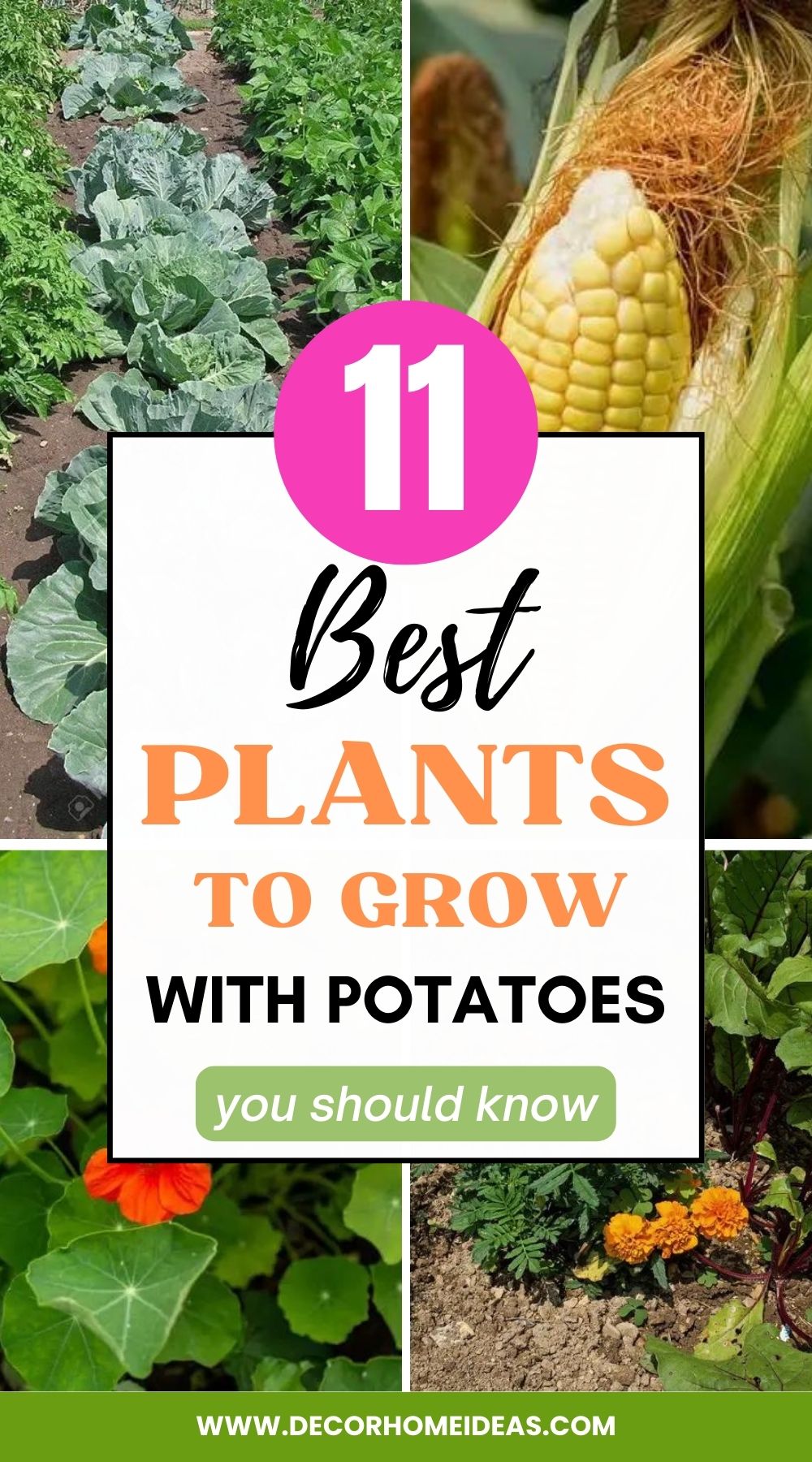 Explore the best companion plants to grow alongside potatoes for a thriving garden. From beneficial pest control to enhanced growth and flavor, discover the perfect plant pairings that will complement your potato crop and maximize your harvest.