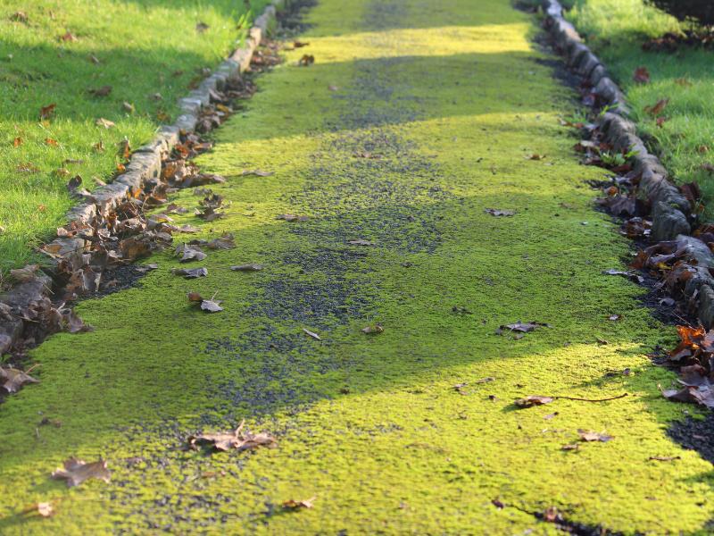 Why Does Moss Grow On Tarmac Driveways