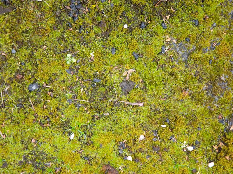 Five Natural Methods For Killing Moss