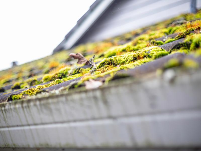 Removing Moss From Roofs And Decks