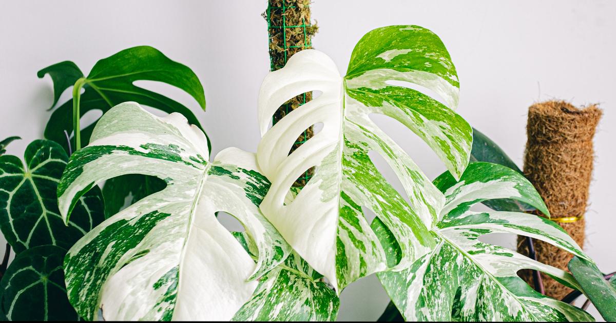How To Stake Monstera