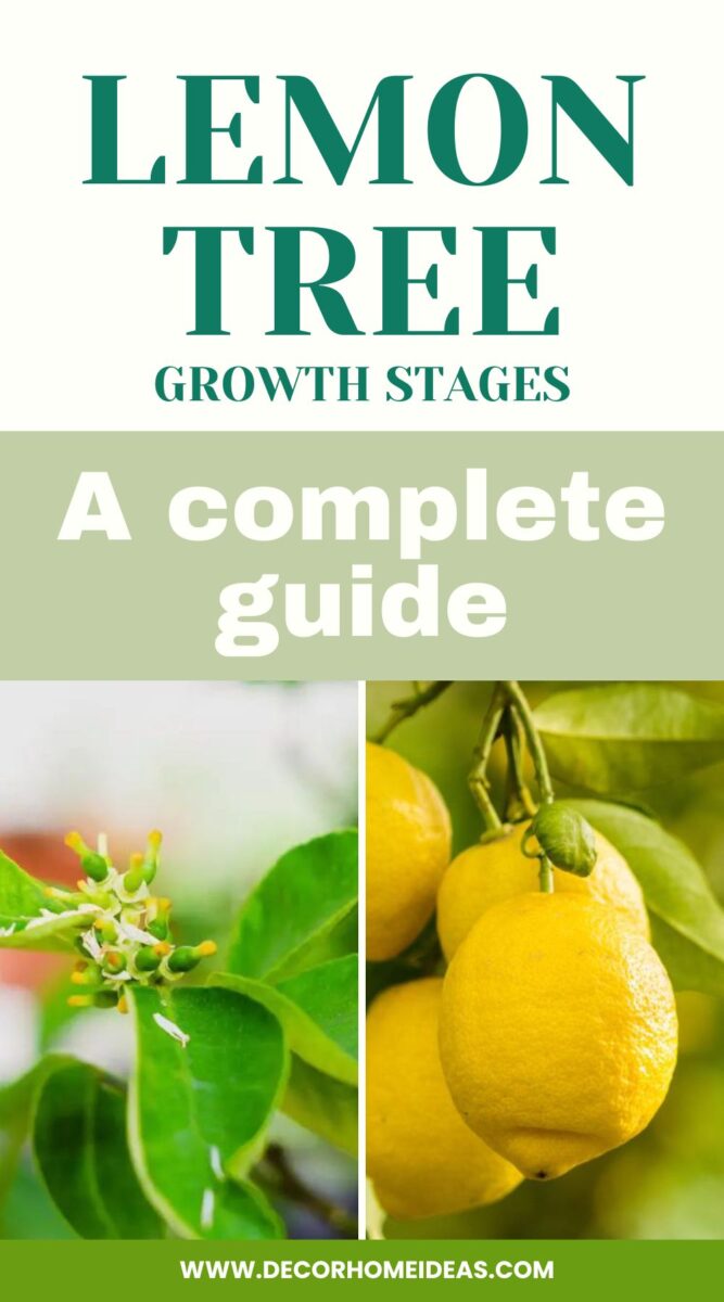 The Growth Stages Of Lemon Trees: A Complete Guide