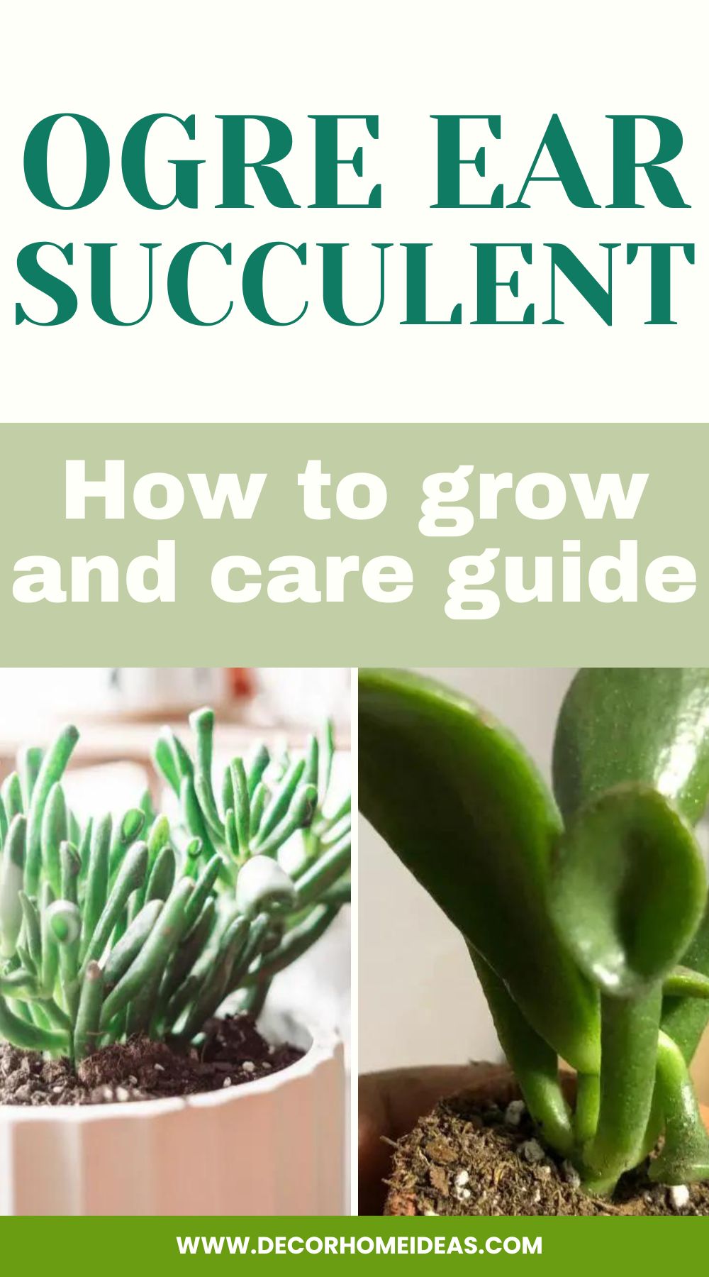 Delve into the intriguing world of the Ogre Ear Succulent with this comprehensive guide. Learn about its captivating features and discover essential care tips to nurture and maintain this unique and eye-catching succulent, adding an exotic touch to your plant collection.