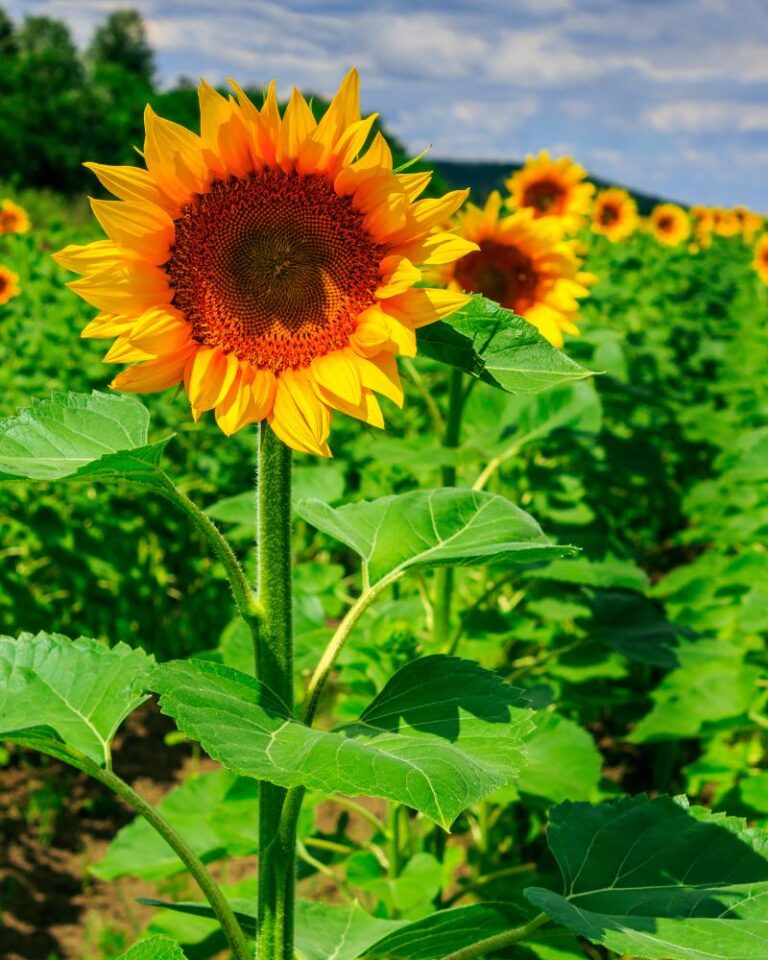 Gardening Secrets Revealed The Top Plants to Pair with Sunflowers