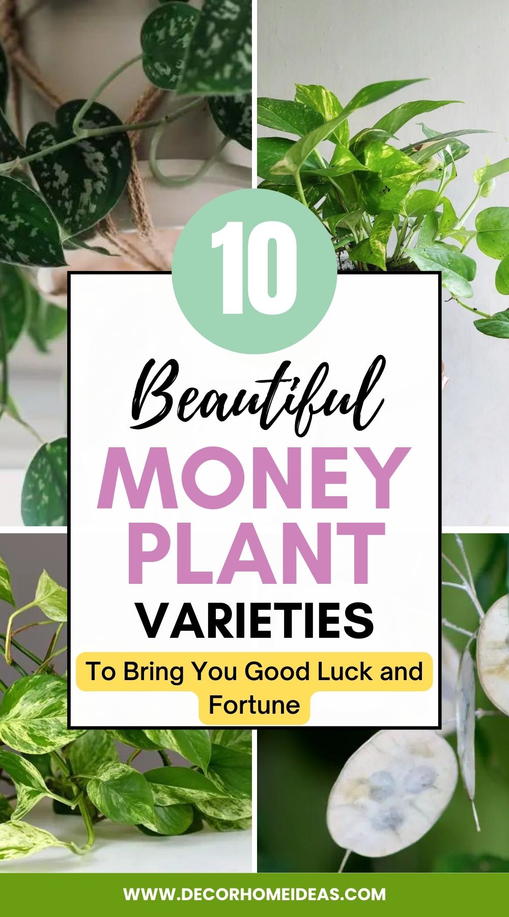 Explore a diverse selection of 10 captivating money plant varieties, each adding a touch of greenery and charm to your indoor spaces. Discover their unique features and choose the ideal money plant to elevate your home décor while inviting positivity and growth.